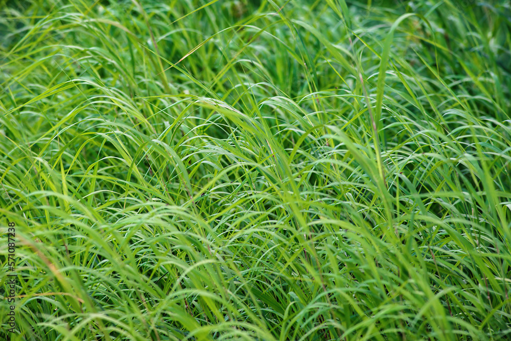 wild tall green grass in the forest wild tall green grass in the forest
