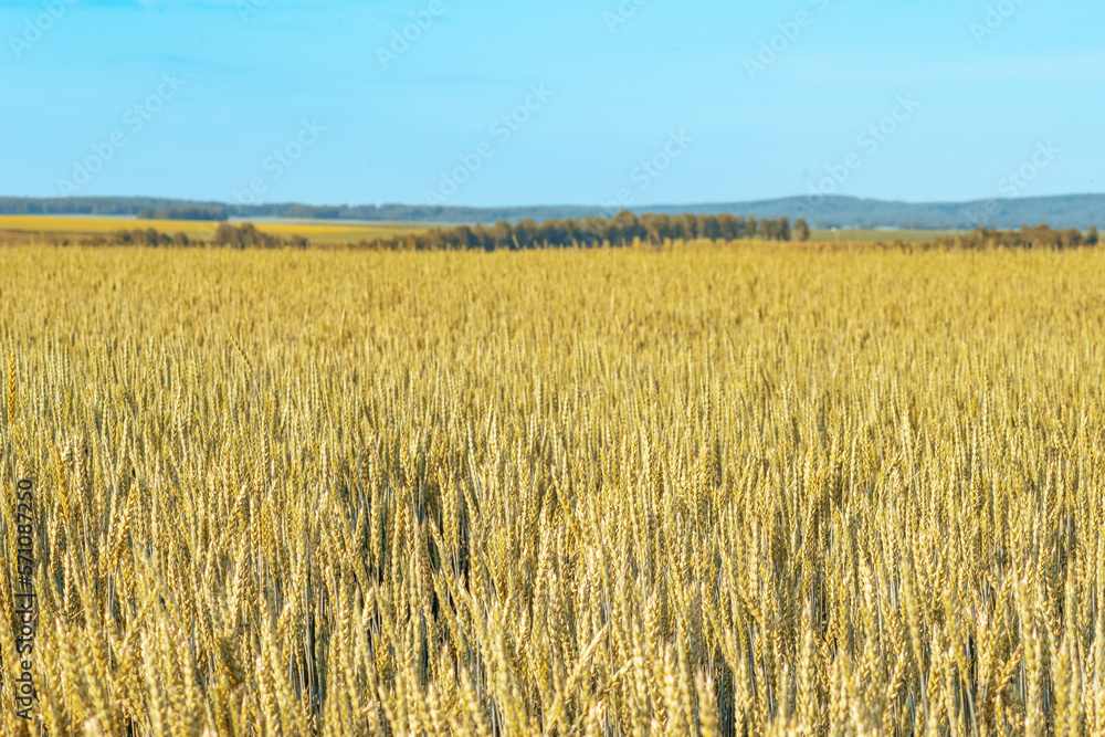 a clearing with ears of rye on a blue sky background, selective focus a clearing with ears of rye on a blue sky background, selective focus
