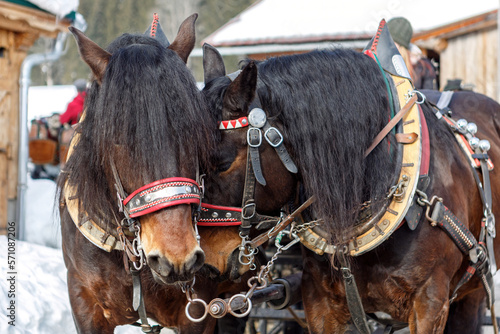 Portrait of a team of coldblood draft horses pushing a sleigh in front of a snowy winter mountain landscape in austria outdoors