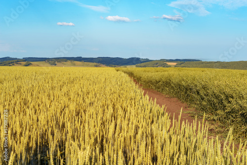 ripe ears of rye and oats on a blue sky background. selective focus