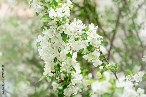 delicate white petals, apple blossoms, lots of spring flowers. desktop wallpaper, close-up, selective focus