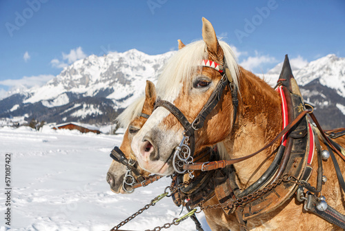 Portrait of a team of haflinger draught horses in front of a snowy mountain winter landscape in austria outdoors photo