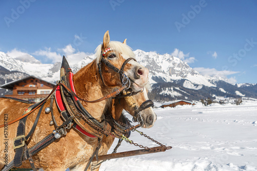 Portrait of a team of haflinger draught horses in front of a snowy mountain winter landscape in austria outdoors photo