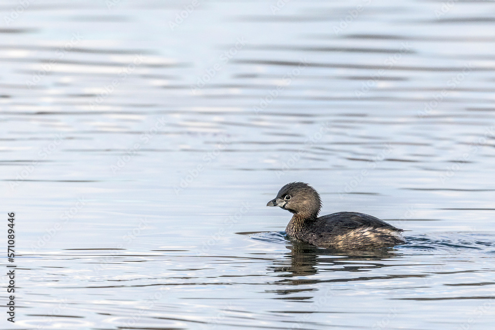 Obraz premium Pied-billed Grebe Podilymbus podiceps Room for a Title