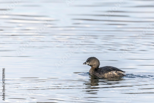 Pied-billed Grebe Podilymbus podiceps Room for a Title