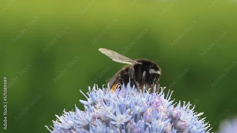 A black bee fying over the purple flower in the garden on a closer look in Estonia A black bee fying over the purple flower in the garden on a closer look in Estonia