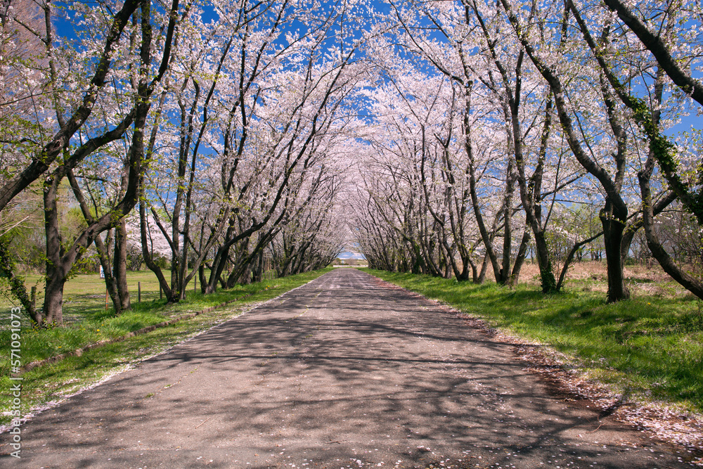 Fototapeta premium 桜並木と歩道