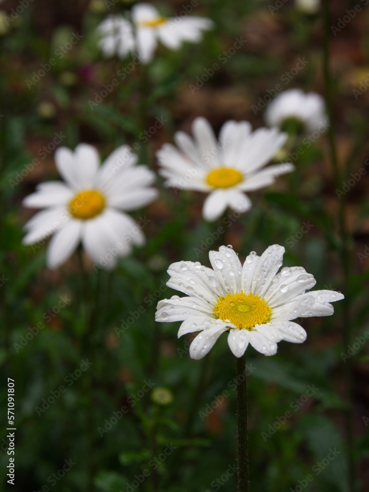 Oxeye Daisy Leucanthemum vulgare. Flowers in Himalaya Mountain. After the rain. Oxeye Daisy Leucanthemum vulgare. Flowers in Himalaya Mountain. After the rain.
