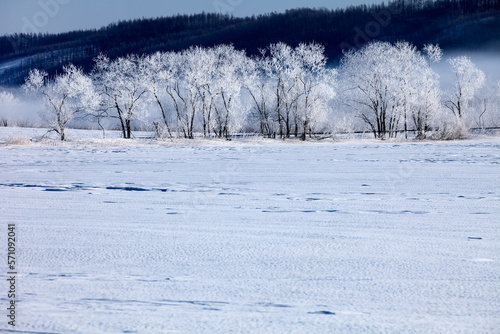 雪原と霧氷並木（更別村） © itoh masako