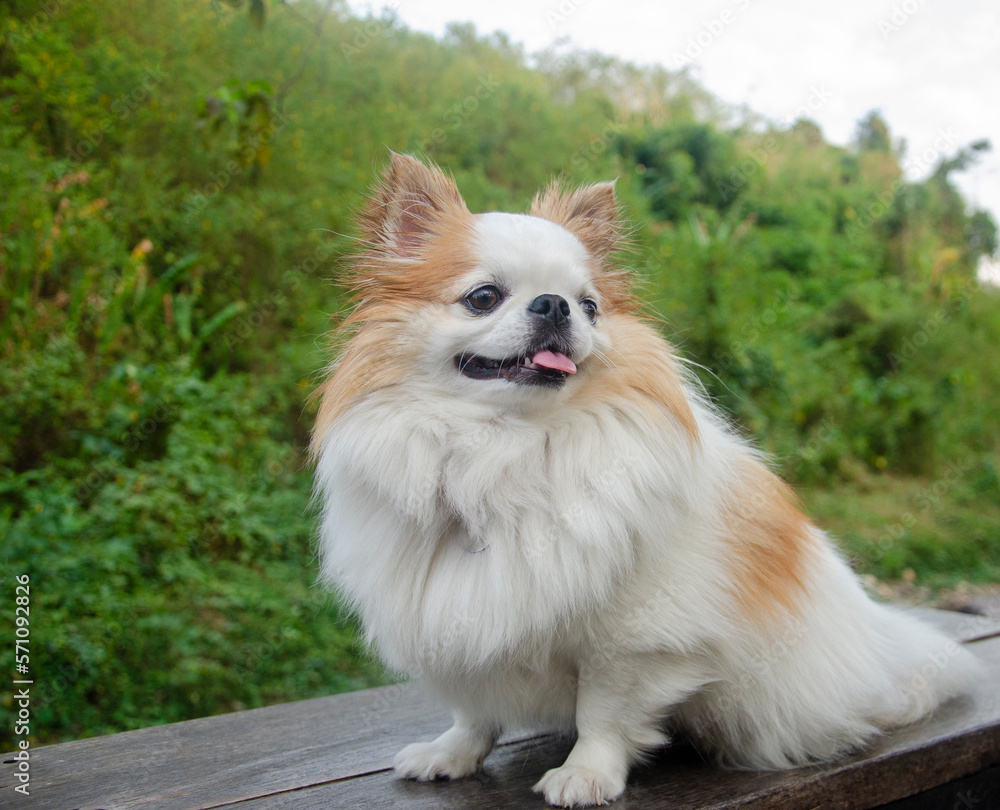 Cute white chihuahua face smiling in the park Cute white chihuahua face smiling in the park