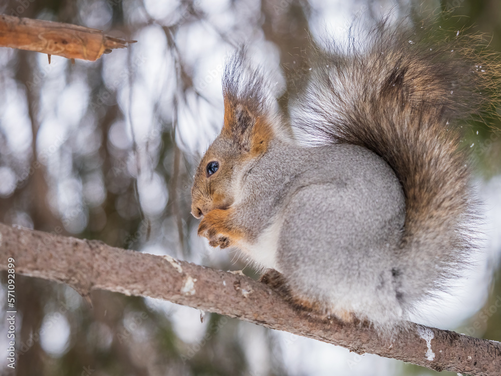 The squirrel with nut sits on tree in the winter or late autumn The squirrel with nut sits on tree in the winter or late autumn