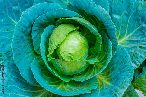cabbage vegetable food in field garden