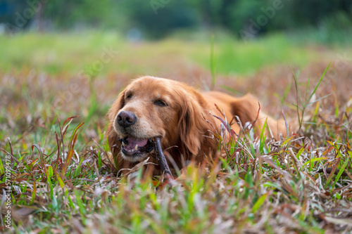 Golden retriever lying on the grass and biting a branch