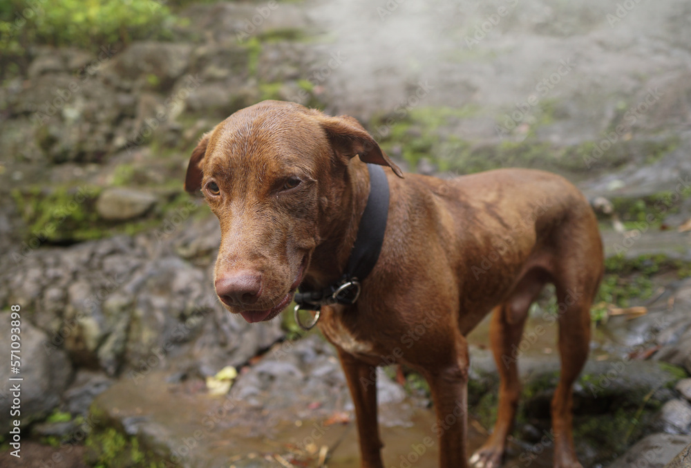 Two dogs, pitbull and beagle playing in the river surrounding by forest.