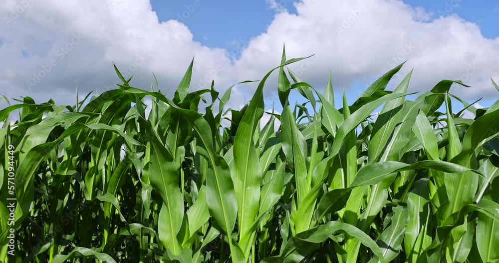 Green corn in a field in the sunny summer season, a field with green corn in Europe Green corn in a field in the sunny summer season, a field with green corn in Europe