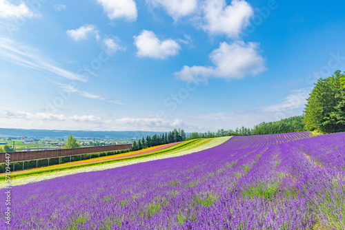 Scenic colorful landscape of Iodori Field in summer at Tomita Farm, Furano, Hokkaido, Japan