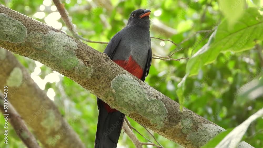 Bird perched on trees branch. Bird potrait in the wild. Bird perched on trees branch. Bird potrait in the wild.