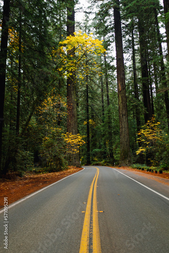 Road through the California Redwoods photo