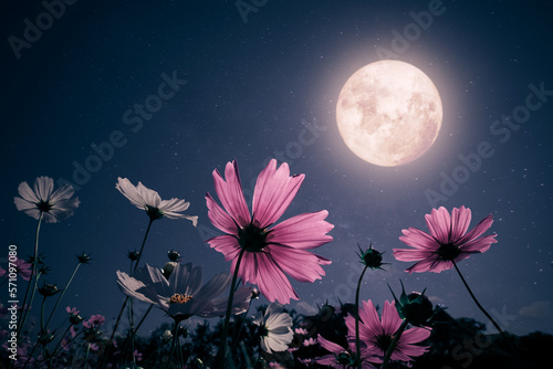 Romantic night scene - Beautiful pink flower blossom in garden with night skies and full moon Fototapet