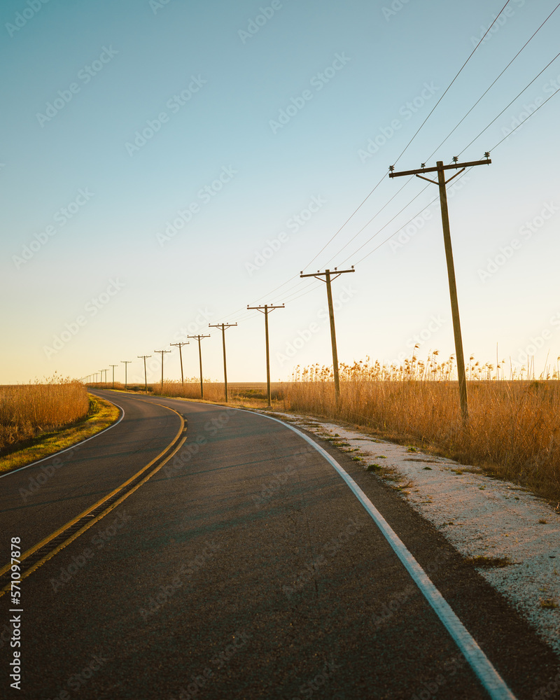 Road with power lines and utility poles in a wetland, Holly Beach, Louisiana