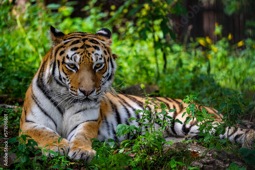 Fototapeta Naklejka Na Ścianę i Meble -  Siberian or Amur tiger with black stripes. A life-size portrait looking forward. Background close-up. Wild animals watching, big cat