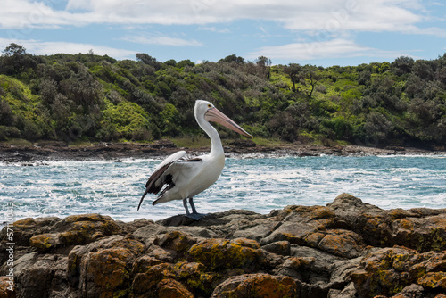 Australian pelican perched on rocks preparing to take flight  Shellharbour Killalea Beach  New South Wales  Australia