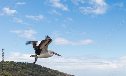 Australian pelican in flight, Shellharbour Killalea Beach, New South Wales, Australia photo