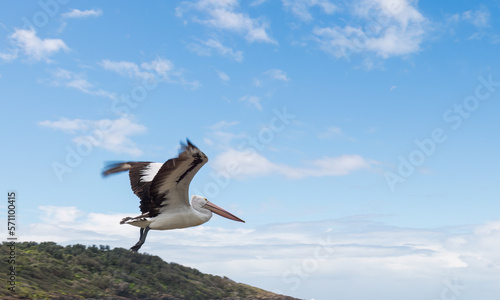 Australian pelican in flight, Shellharbour Killalea Beach, New South Wales, Australia