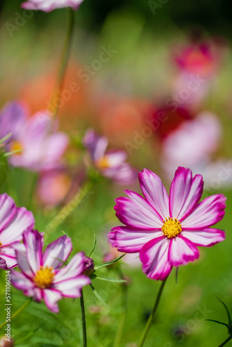 cosmos flowers in the garden