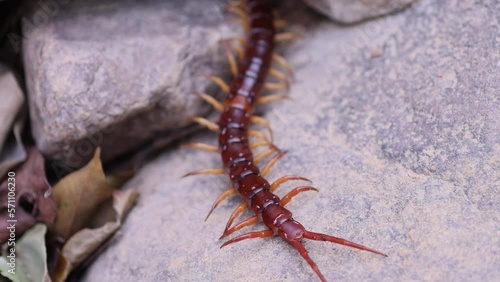 centipede, close up of centipede creep slowly on the ground, closeup of centipede movement. Noxious insects, wildlife, forest, wild nature, garden