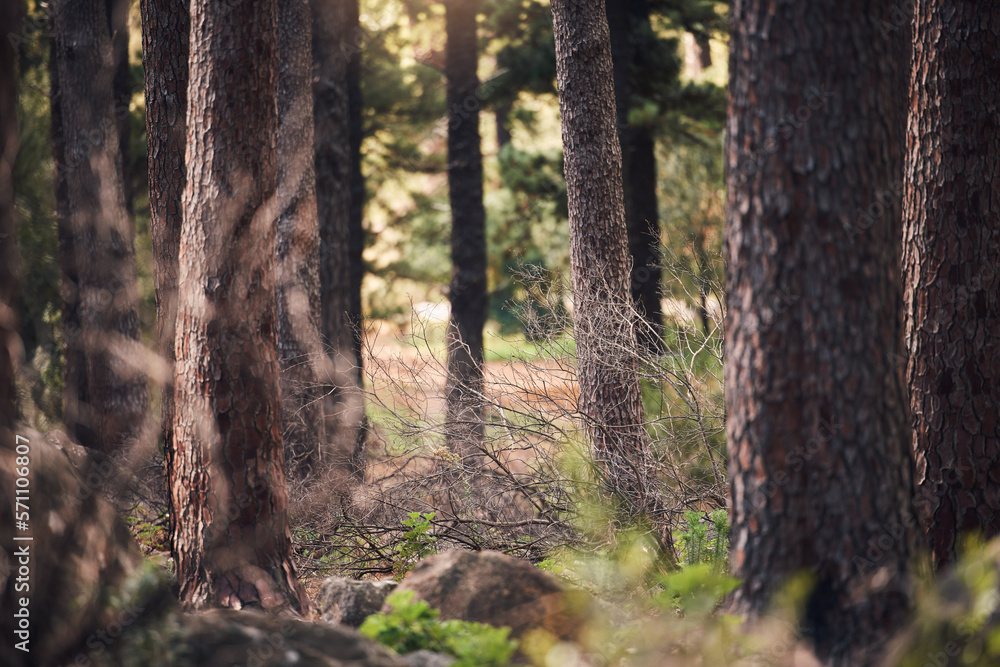 Obraz premium Forest, nature and landscape with trees and outdoor, woods or park with overgrowth and summer. Environment, green and natural with scenery, view and ecosystem with wilderness or woodland in Germany