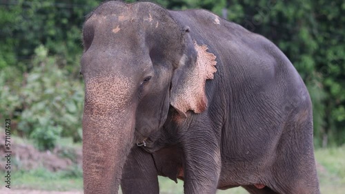 Thai elephant resting and grazing in jungle