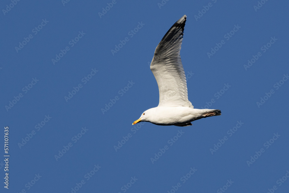 Obraz premium Silbermöwe&nbsp;(Larus argentatus)&nbsp;