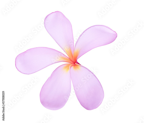 Plumeria or Frangipani or Temple tree flower. Closeup of white-pink plumeria flowers bouquet isolated on black background.