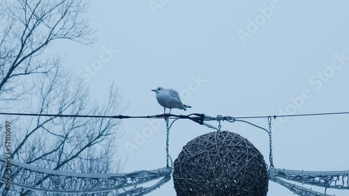 A Dutch seagull resting on a Christmas wreath in the streets of Amsterdam photo