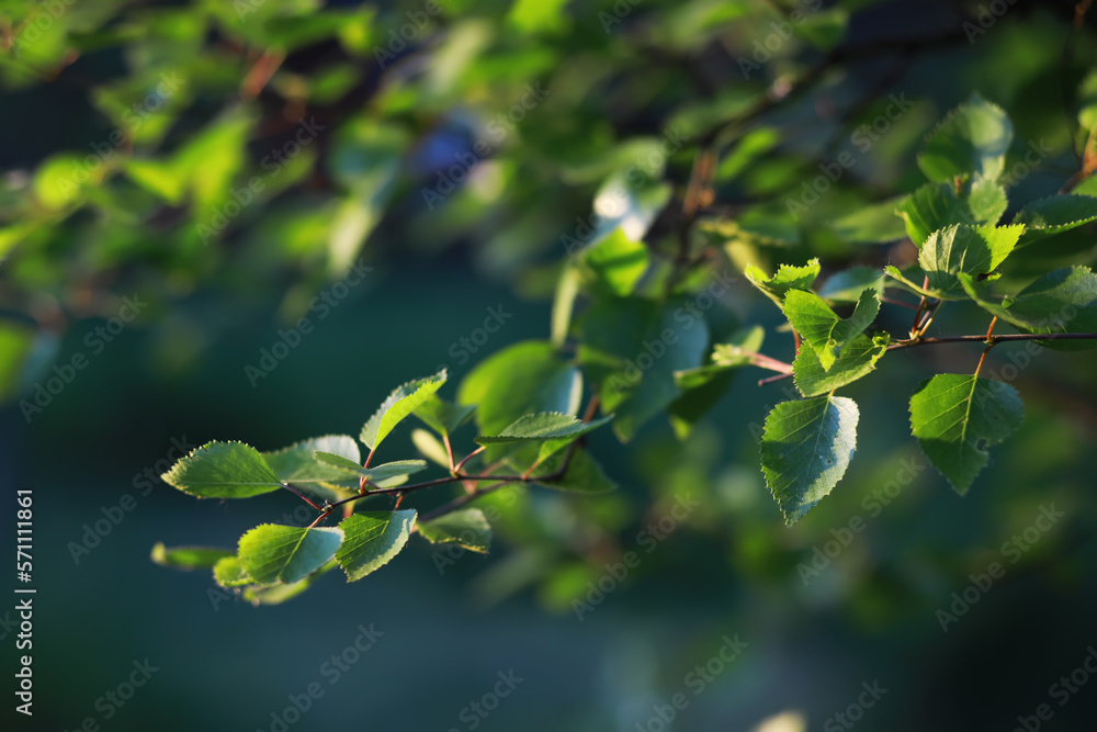 Obraz premium Lively closeup of spring leaves with vibrant backlight from the setting sun