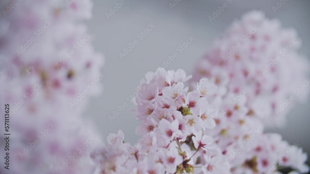 桜 桜