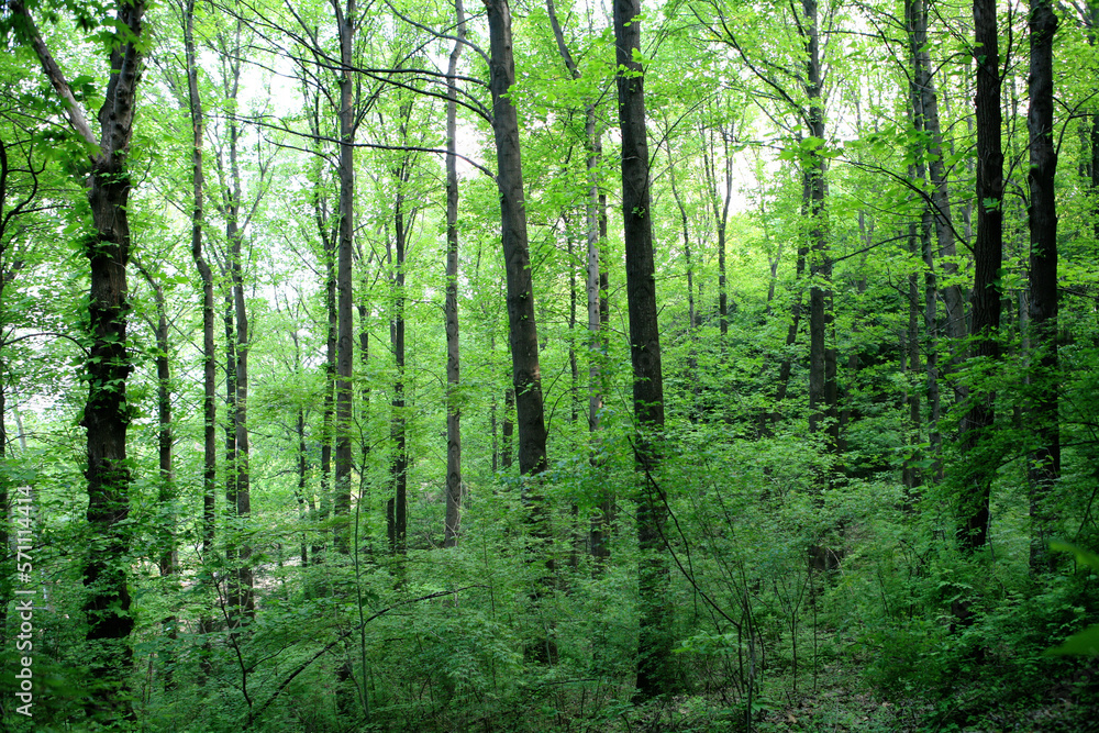 Platanus Forest