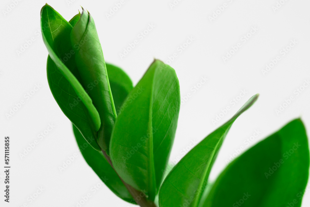 Green juicy branch of home plant zamiokulkas against the background of a white wall macro. Green juicy branch of home plant zamiokulkas against the background of a white wall macro.