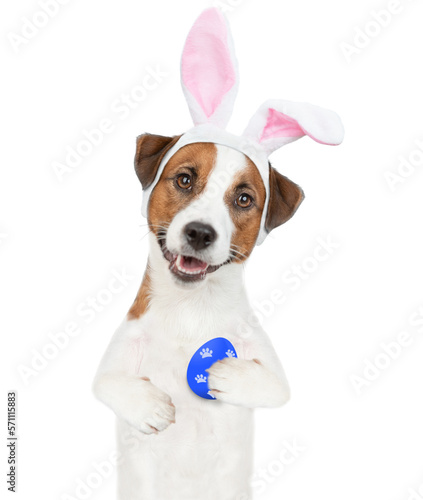 Funny Jack russell terrier puppy wearing easter rabbits ears holds painted egg. Isolated on white background © Ermolaev Alexandr