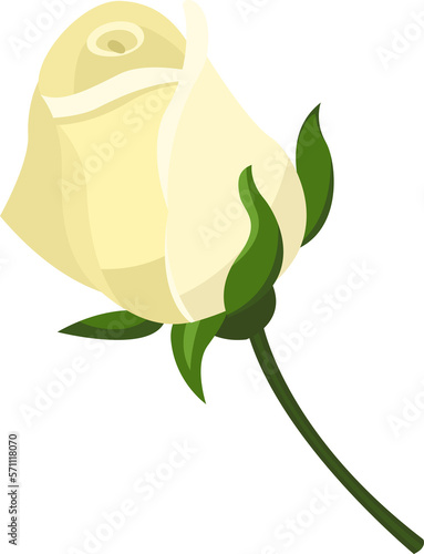 not blooming white rose 