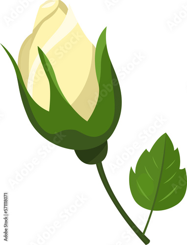 Not blooming white rose