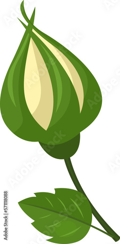 Not blooming white rose