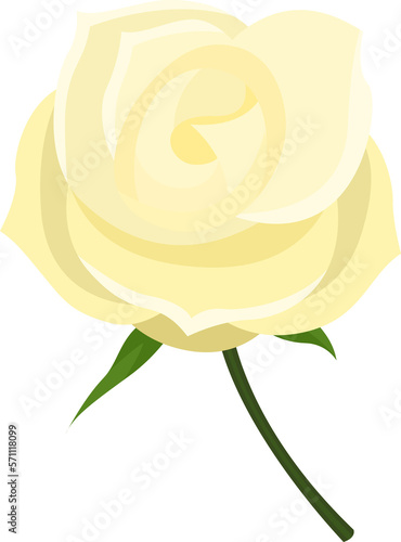 Fully blooming white rose
