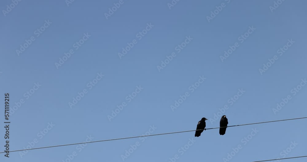 Black birds crow sitting on electric wires , black birds against the blue sky in the summer season Black birds crow sitting on electric wires , black birds against the blue sky in the summer season