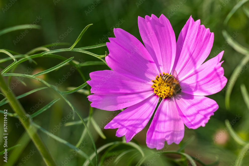 Fully bloomed pink color cosmos flower close up shot with honey collecting bee in the garden Fully bloomed pink color cosmos flower close up shot with honey collecting bee in the garden