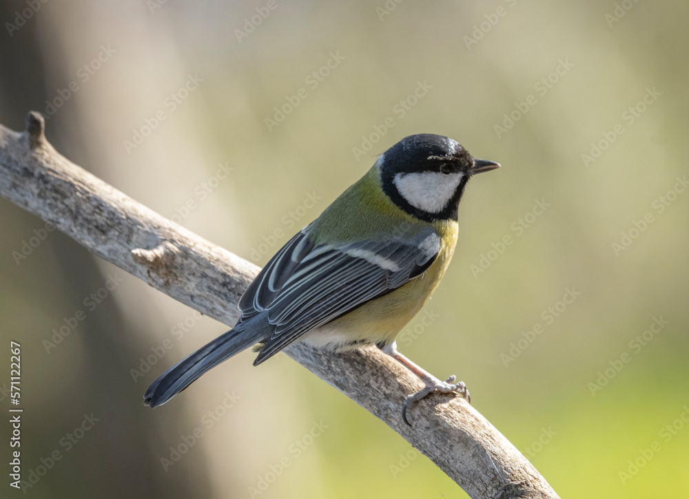 Obraz premium a woodpecker