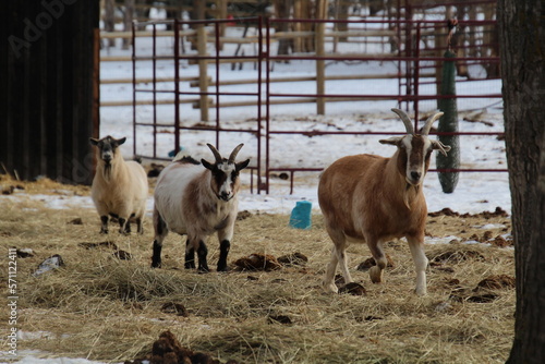 Goats On The Move, Fort Edmonton Park, Edmonton, Alberta