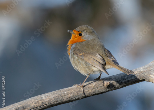 robin in snow © adrian