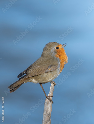 robin on a branch